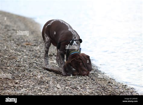 German Shorthair Pointer Stock Photo Alamy