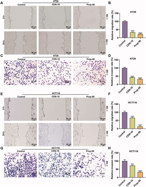 Human Crc Cell Lines Ht Atcc Bioz