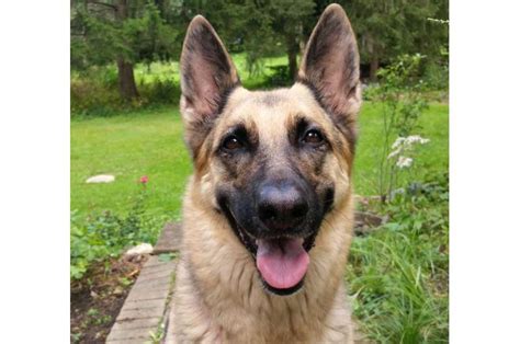 First Complete German Shepherd Dna Offers New Tool To Fight Disease