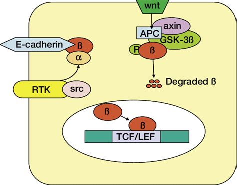 ß Catenin Functions As Part Of The Cadherin Catenin Cell Adhesion Download Scientific Diagram