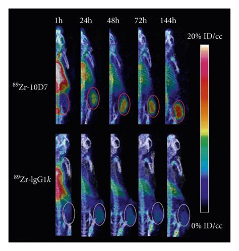 Cdcp Targeted Molecular Pet Ct Imaging Detects Cdcp Expressing