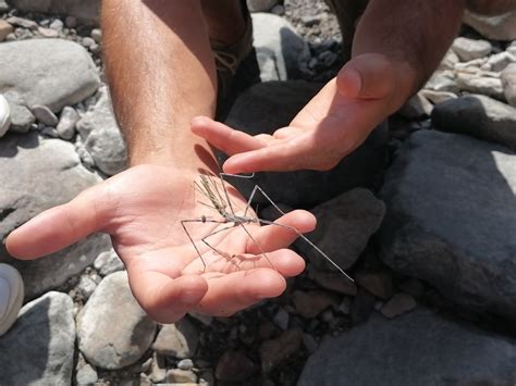 Stick Insects From Shawka Ras Al Khaimah United Arab Emirates On