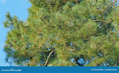 Pine Cones And Pine Leaves Brown Mature Ripe Seed Cone Of Pine