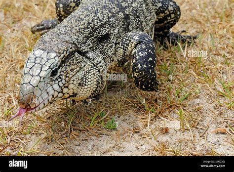 Argentine Black And White Giant Tegu Tupinambis Merianae Or Salvator