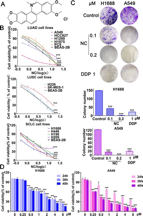 A Structure Of NC B The Cell Viability Of Normal Lung Cells BEAS 2B