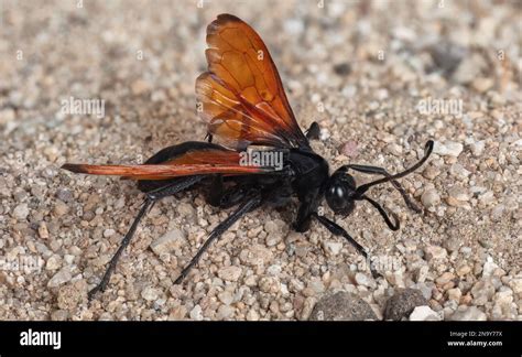 Tarantula wasp venom hi-res stock photography and images - Alamy