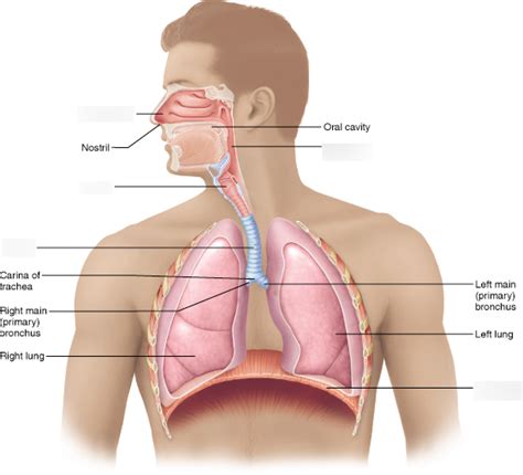 Anatomy And Physiology 2 The Respiratory System Diagram Quizlet