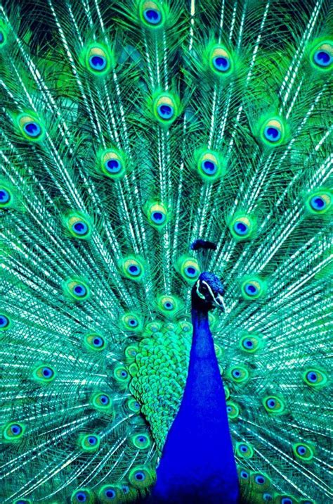 Peacock Hd Wallpapers Top Free Peacock Hd Backgrounds Wallpaperaccess