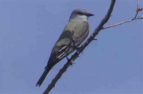 Birding At Majette Park Bay County Audubon Society