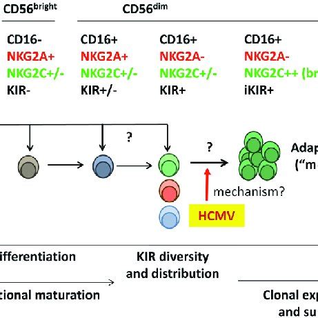 Natural Killer Nk Cell Mediated Alloreactivity In Solid Organ