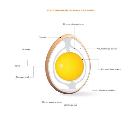 Estructura Del Huevo Mamá Gallina