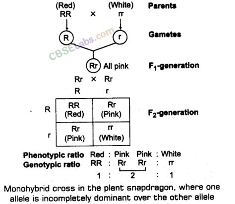 Principles Of Inheritance And Variation CBSE Notes For Class 12