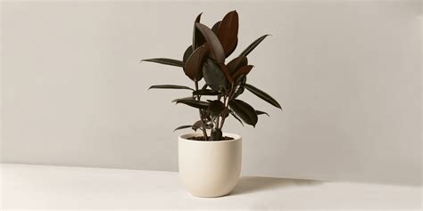 Ficus Elastica Rubber Plant Care Guide 17 Tips Plantcarefully