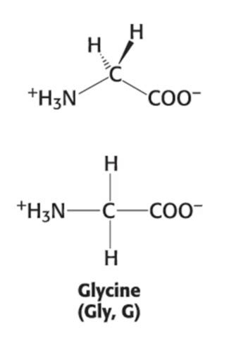 Amino Acids Flashcards Quizlet