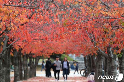 오늘의 날씨 대구·경북31일 월일교차 크고 낮 기온 18도 안팎 네이트 뉴스