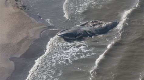 Bowhead whale found dead, beached near Tuktoyaktuk, N.W.T. | CBC News