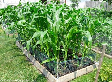 How To Plant Corn In Square Foot Garden - Beautiful Insanity