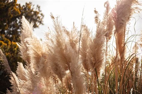 100 Fondos De Fotos De Pampas Grass Wallpapers