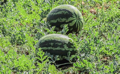 7 Watermelon Growing Stages From Seed To Melon