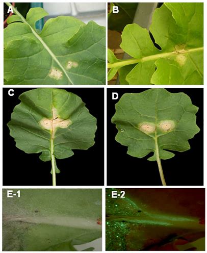 Phoma leaf spot symptoms produced in controlled conditions . Phoma leaf... | Download Scientific ...