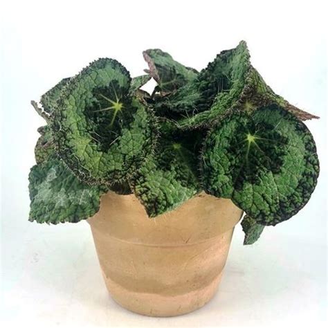 Begonia Sizemoreae — Bitkiler Toptan Satış Floraccess