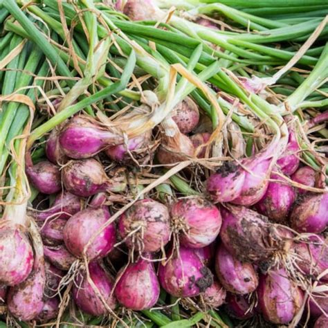 50 Thai Red Shallots Seeds Etsy