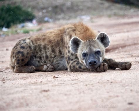 Hyena in the Wild Stock Photo by wirestock | PhotoDune