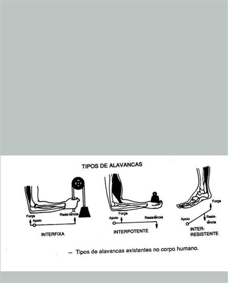 Sistemas De Alavancas Do Corpo Cinesiologia E Biomec Nica