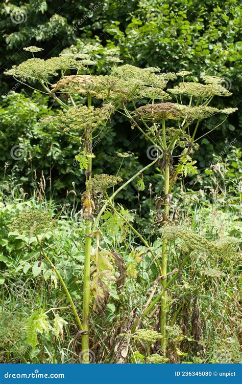 Heracleum Mantegazzianum Or Giant Hogweed Stock Photo CartoonDealer