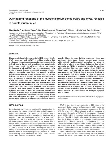 PDF Overlapping Functions Of The Myogenic BHLH Genes MRF4 And MyoD