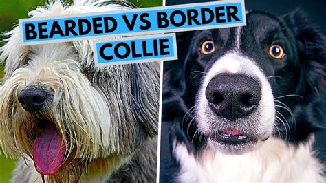 Bearded Vs Border Collie Dog Breed Comparison Youtube