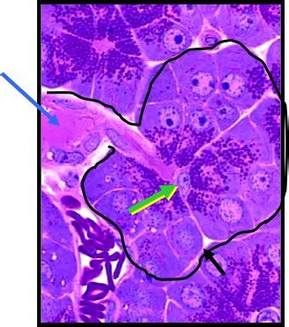 Histology Exam Ii Flashcards Quizlet