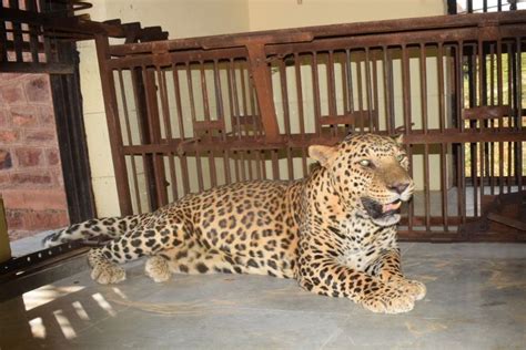 Photo 70 Jodhpur Vigil After The Death Of Lions In The Organic Pa