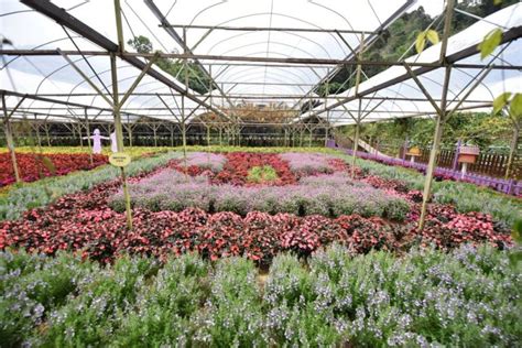 Genting Strawberry Leisure Farm In Genting Highlands