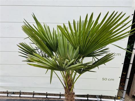 Trachycarpus Fortunei Ca Cm Tropic Trees