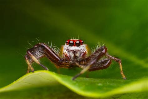 A Complete Guide to Feeding Jumping Spiders | Jumping Spidey