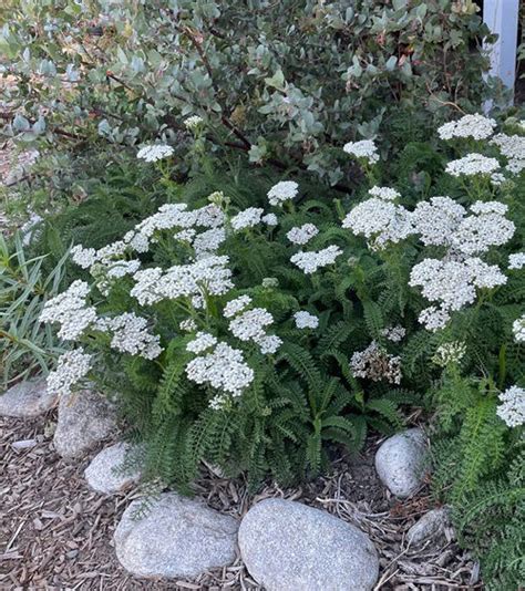 Plants That Prefer Dry Soil Balcony Garden Web