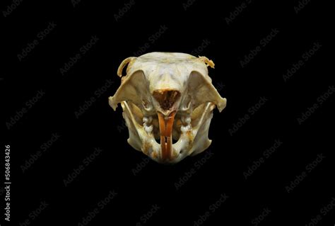 Skull Of A Red Squirrel Sciurus Vulgaris Isolated In Black Front