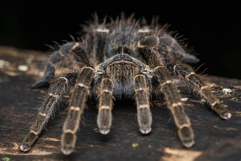 Robin James Nature Photography Garden Macro Photography Part Ii Kenya