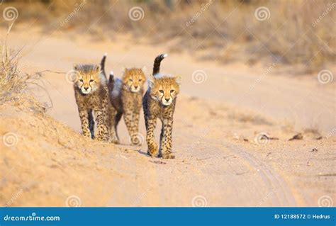 Cheetah Acinonyx Jubatus Detail Sun Portrait Of Wild Cat Fastest