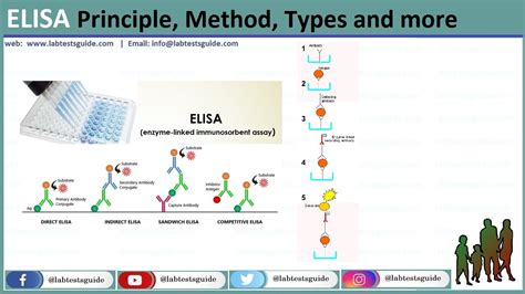 Enzyme Linked Immunosorbent Assay Elisa Types Principle Method And More Lab Tests Guide