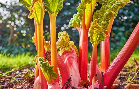 How To Grow Thick Rhubarb Stalks