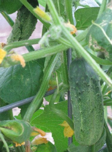 National Pickling Cucumber White Harvest Seed Company