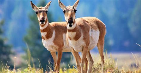 Khám Phá Pronghorn Lớn Nhất Từng được Bắt ở Colorado ⋆ Cá Cảnh Mini