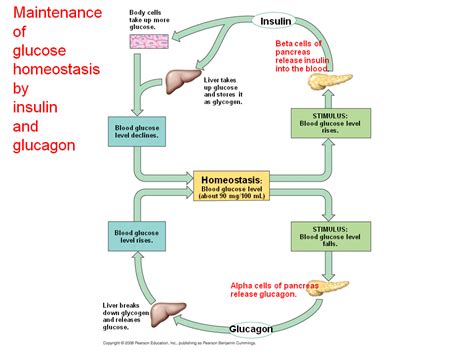 Insulin And Glucagon Control Of Blood Glucose