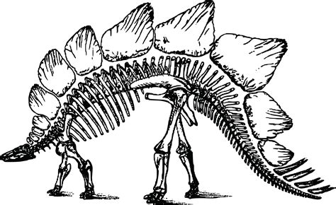 Free Clipart Of A Dinosaur Skeleton