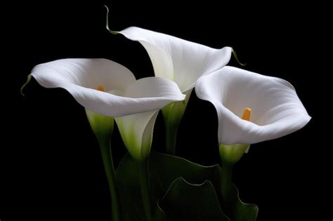 Premium Ai Image White Calla Lily Flowers On Black Background Death