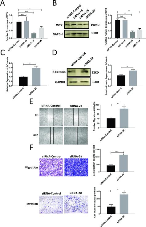 Knock Down Wtx Promoted Cervical Cancer Cell Migration And Invasion Download Scientific