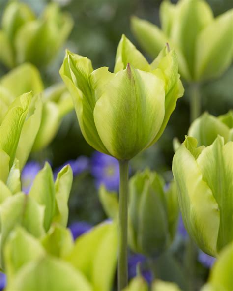 Buy Formosa Bulbs Online - Autumn, Tulips, Viridiflora- Bloms Bulbs UK