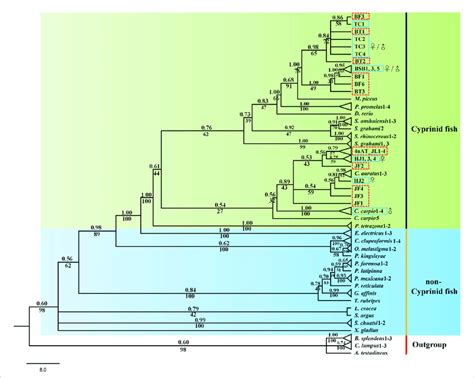 Phylogenetic Tree Based On Bayesian Inference Using The Concatenate